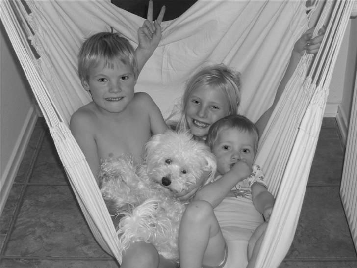 Chinese crested powder puff Gucci billede 7