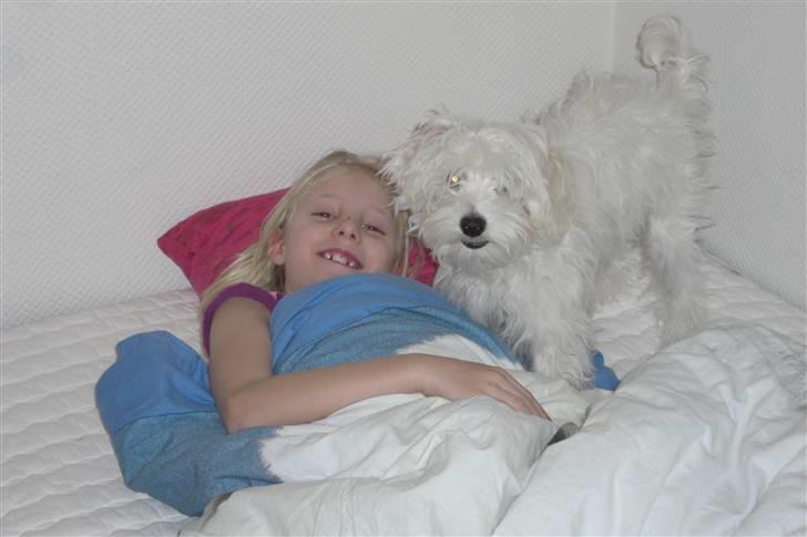 Chinese crested powder puff Gucci billede 8