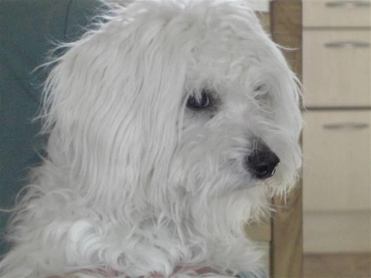 Chinese crested powder puff Gucci billede 9