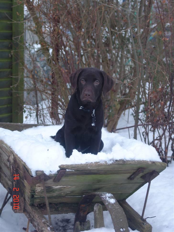 Labrador retriever petie billede 2