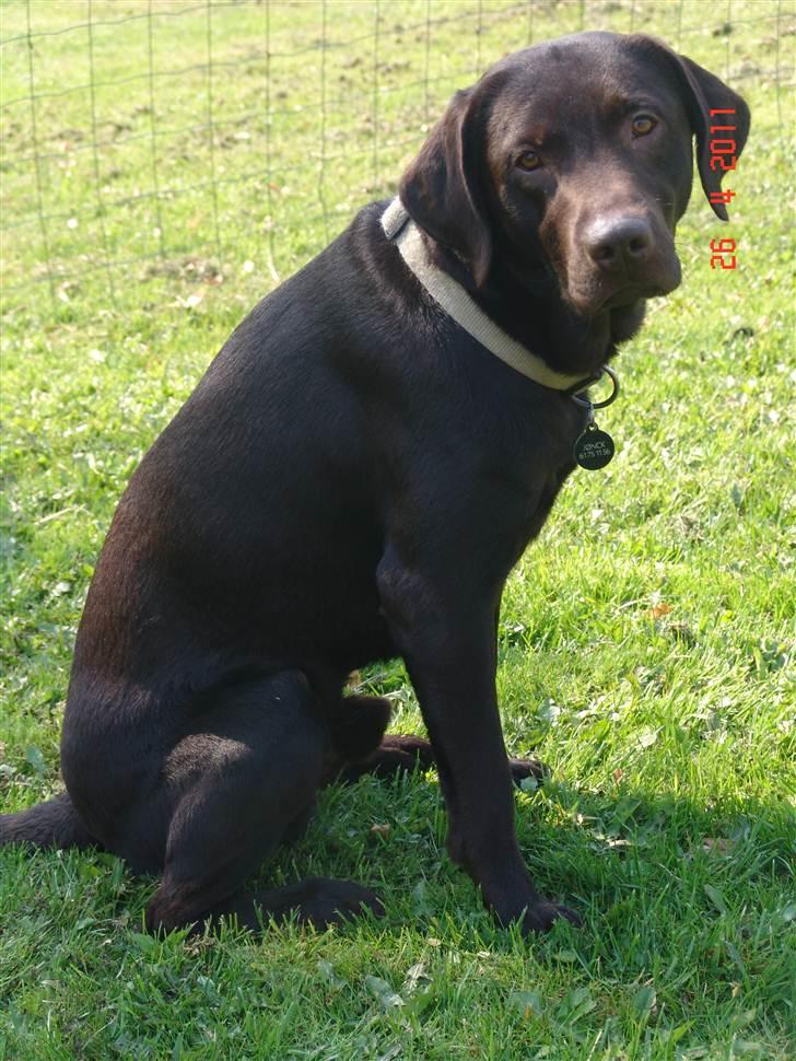 Labrador retriever petie billede 3