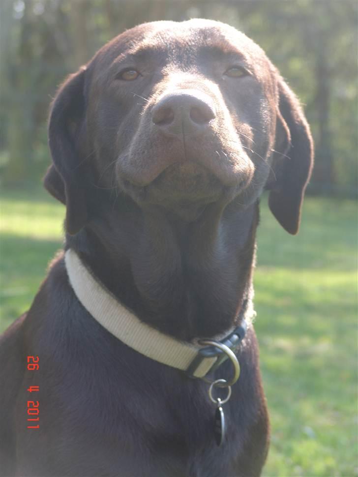 Labrador retriever petie billede 4