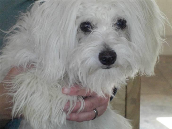 Chinese crested powder puff Gucci billede 10