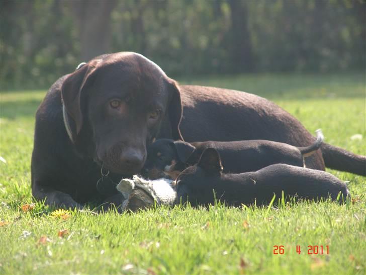 Labrador retriever petie billede 5