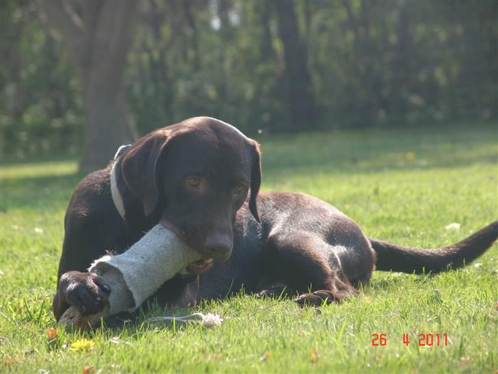 Labrador retriever petie billede 6