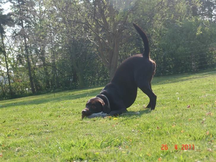 Labrador retriever petie billede 7