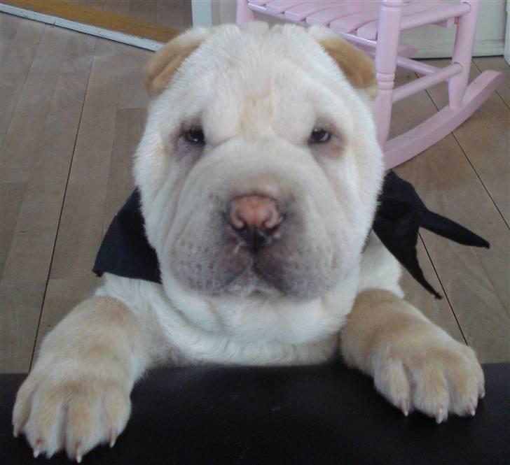 Shar pei Quark - Quark - 12 uger billede 1