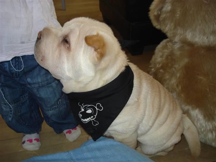 Shar pei Quark - Quark - 12 uger billede 2
