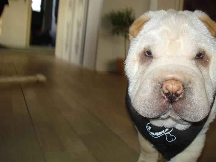 Shar pei Quark - Quark - 12 uger billede 3