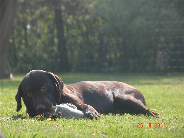 Labrador retriever petie billede 8