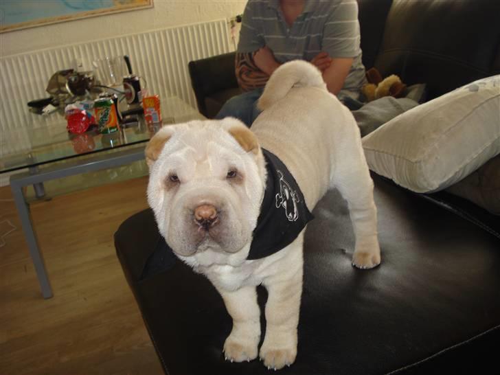 Shar pei Quark - Quark - 12 uger billede 4