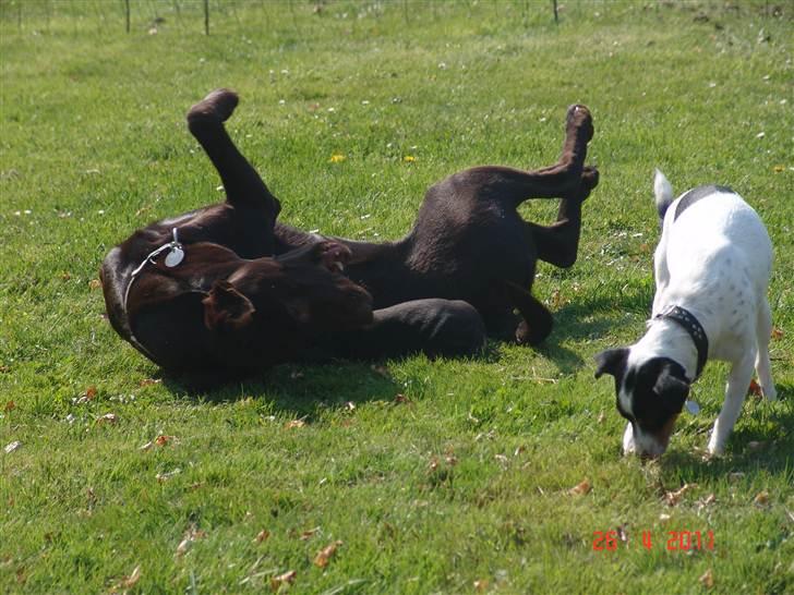Labrador retriever petie - hygger sig med de små hvalpe billede 9