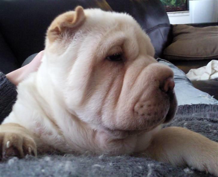 Shar pei Quark - Quark - 10 uger billede 5