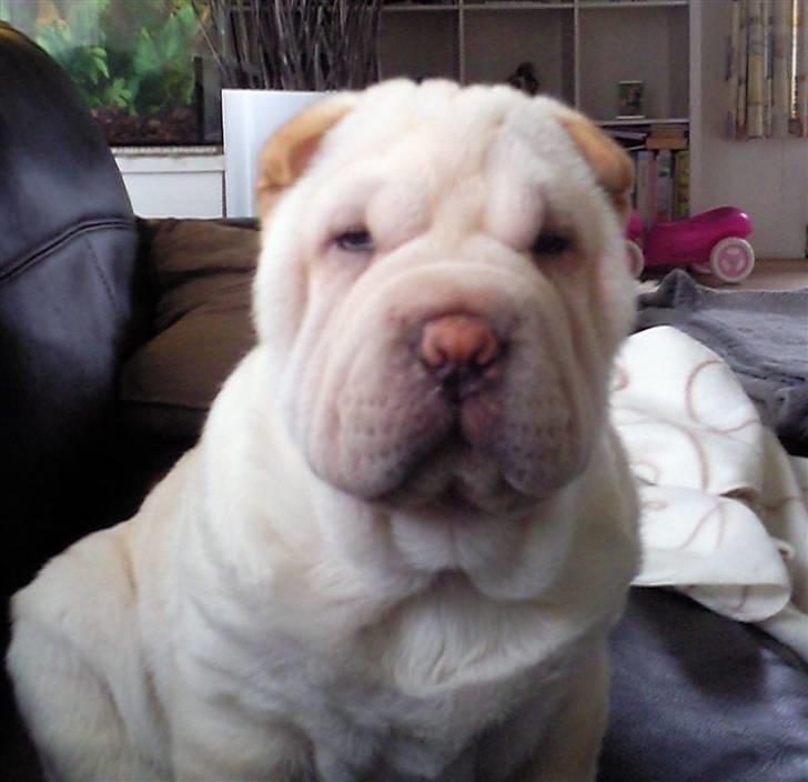 Shar pei Quark - Quark - 10 uger billede 6