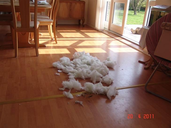 Labrador retriever petie - petie der har hygget sig med en dyne billede 10