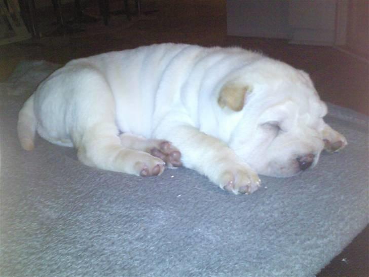 Shar pei Quark - Quark - 8 uger billede 7