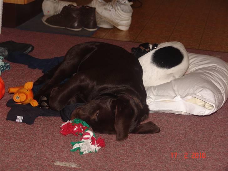 Labrador retriever petie billede 11