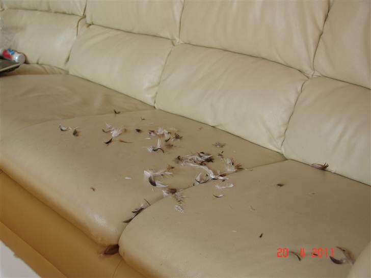 Labrador retriever petie - og ja her gik det så ud over pude nr 4 billede 12