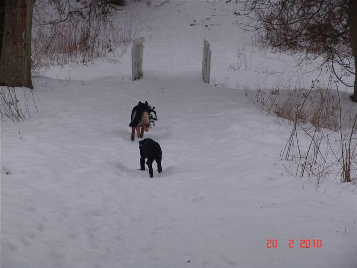 Labrador retriever petie billede 13