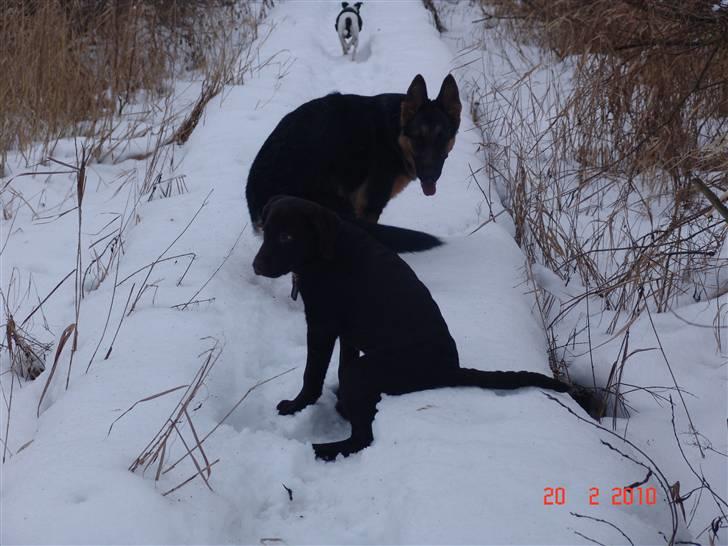 Labrador retriever petie billede 14