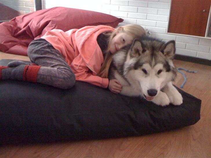 Alaskan malamute Cisco (R.I.P.) billede 14