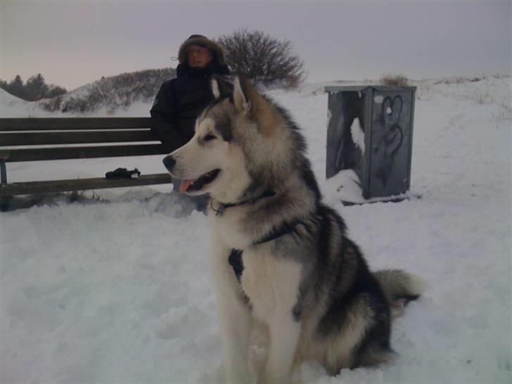 Alaskan malamute Cisco (R.I.P.) - Cisco   billede 15