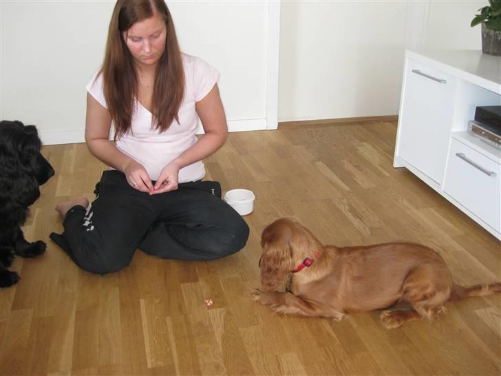 Cocker spaniel Diva  Solgt :'(  billede 8