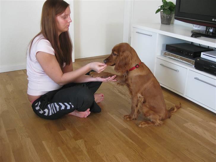 Cocker spaniel Diva  Solgt :'(  billede 9