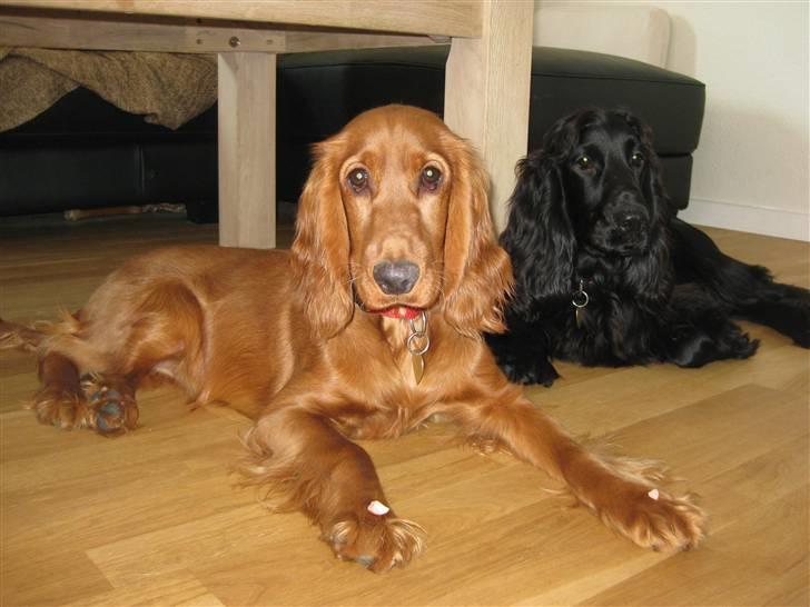 Cocker spaniel Diva  Solgt :'(  billede 10