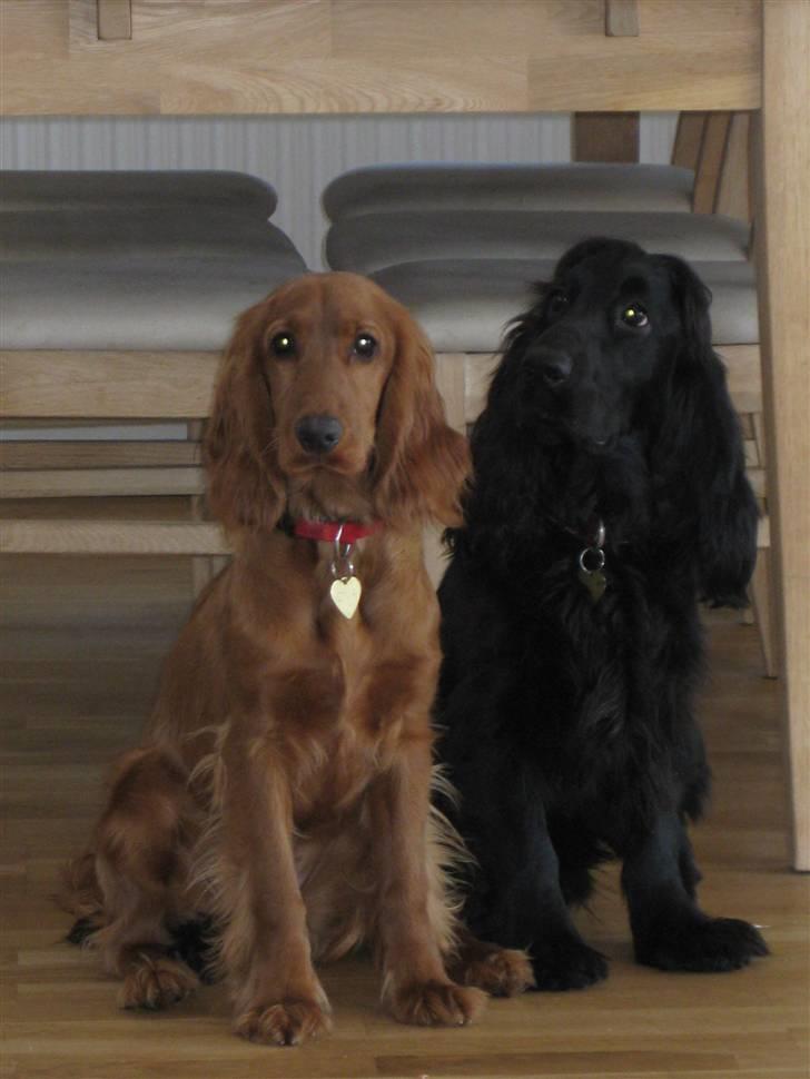 Cocker spaniel Diva  Solgt :'(  billede 11