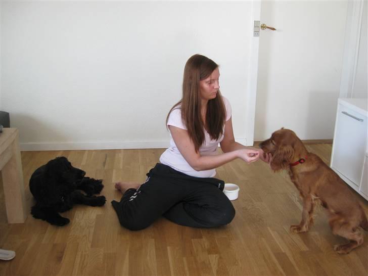 Cocker spaniel Diva  Solgt :'(  billede 12