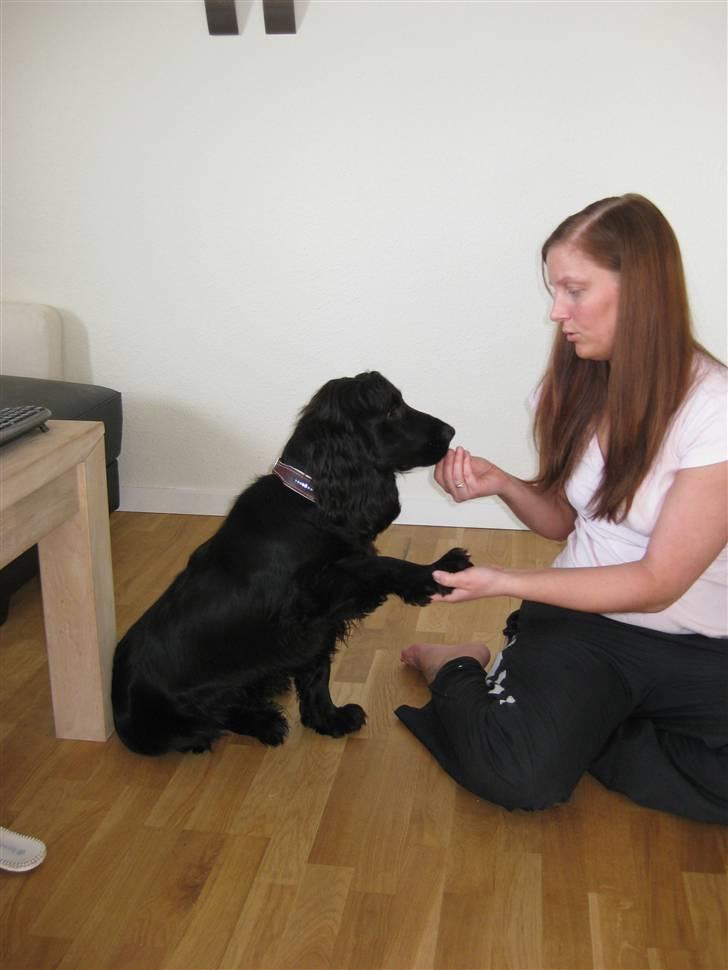 Cocker spaniel Charlie solgt:'( billede 9