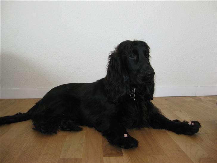 Cocker spaniel Charlie solgt:'( billede 10