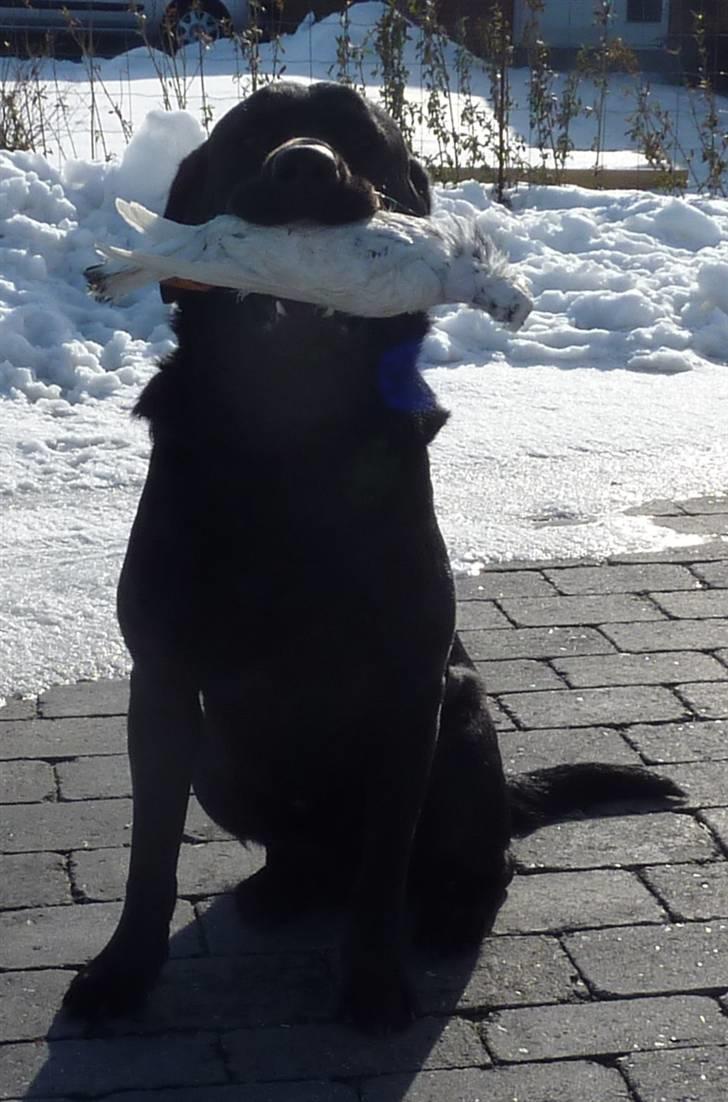 Labrador retriever Jeiko (Formel 1) - En stolt Jeiko med sit første vildt billede 16