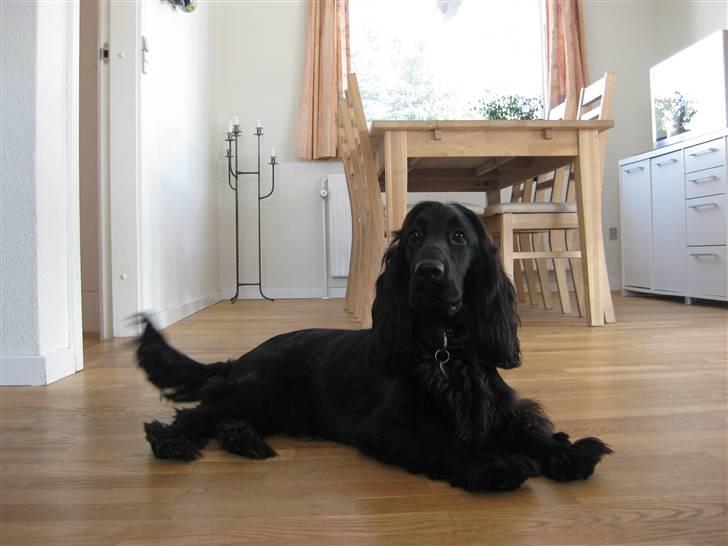 Cocker spaniel Charlie solgt:'( billede 11