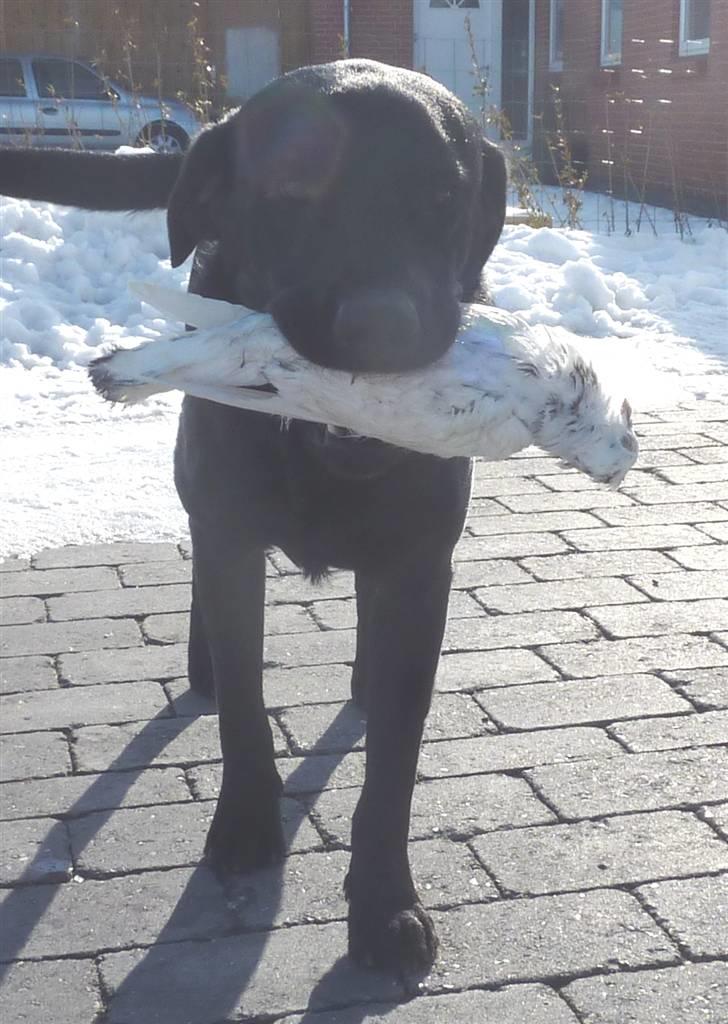 Labrador retriever Jeiko (Formel 1) - Jeiko på vej til at aflevere vildt billede 17