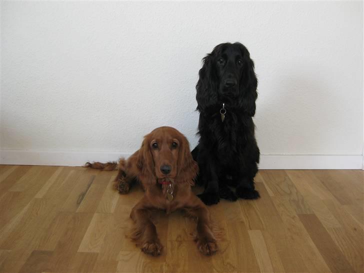 Cocker spaniel Charlie solgt:'( billede 12