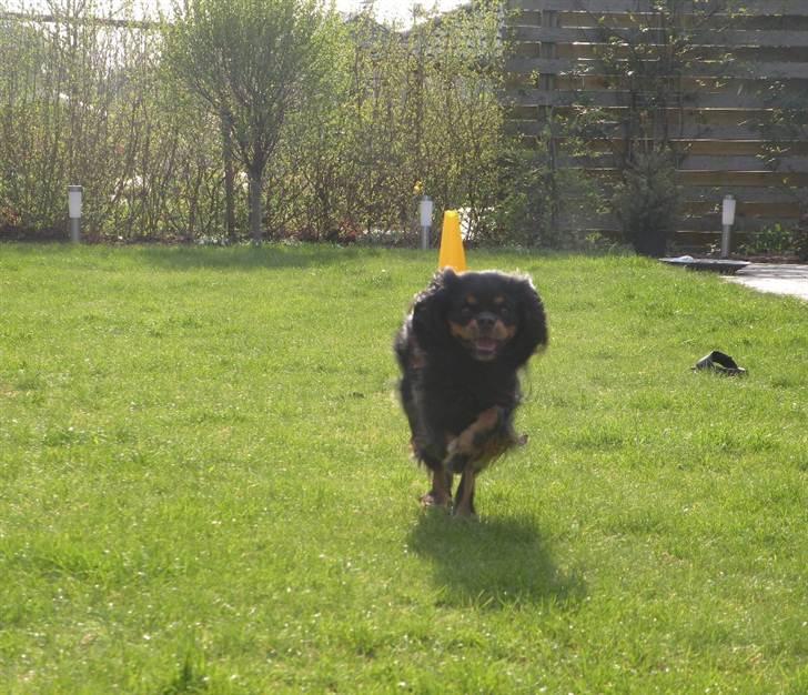 Cavalier king charles spaniel - Chilli - 3 år - "Hvor din skat er, der vil også dit hjerte være." - "Kun med hjertet kan man se rigtigt. Det væsentlige er usynligt for øjet." Læg gerne en kommentar+bedømmelse!!:-D billede 20