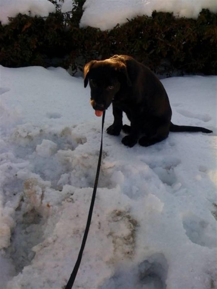 Labrador retriever prinsesse bella billede 7