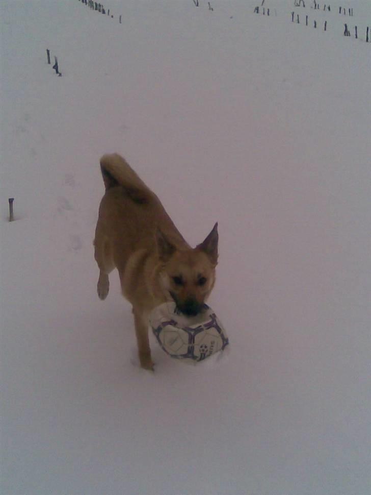 Belgisk hyrdehund SIF  billede 17