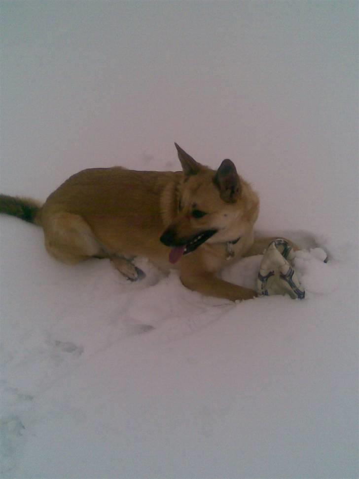 Belgisk hyrdehund SIF  billede 18