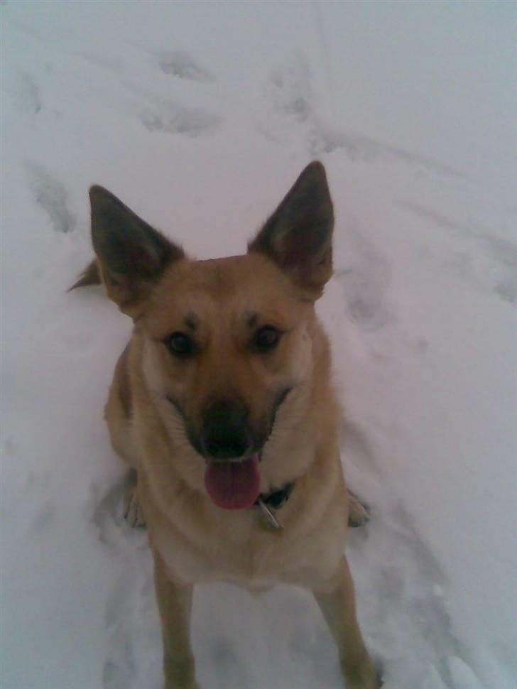 Belgisk hyrdehund SIF  billede 20