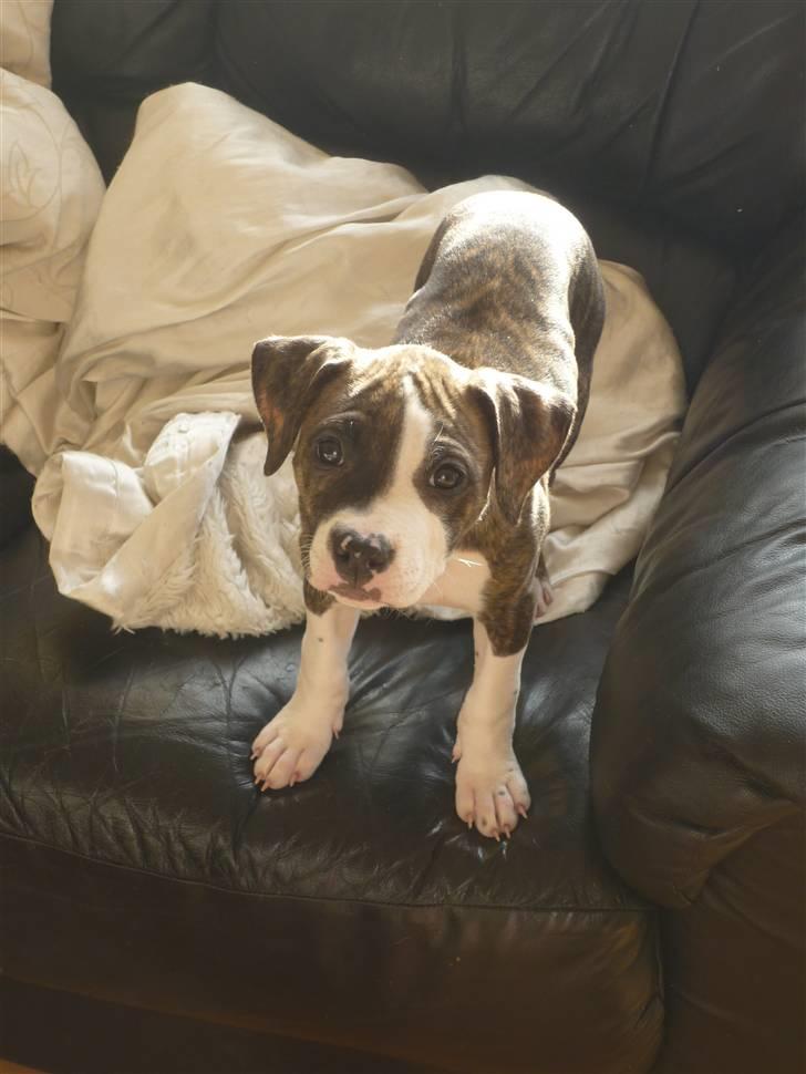 Amerikansk staffordshire terrier Mika .... Bor hos sin far billede 1