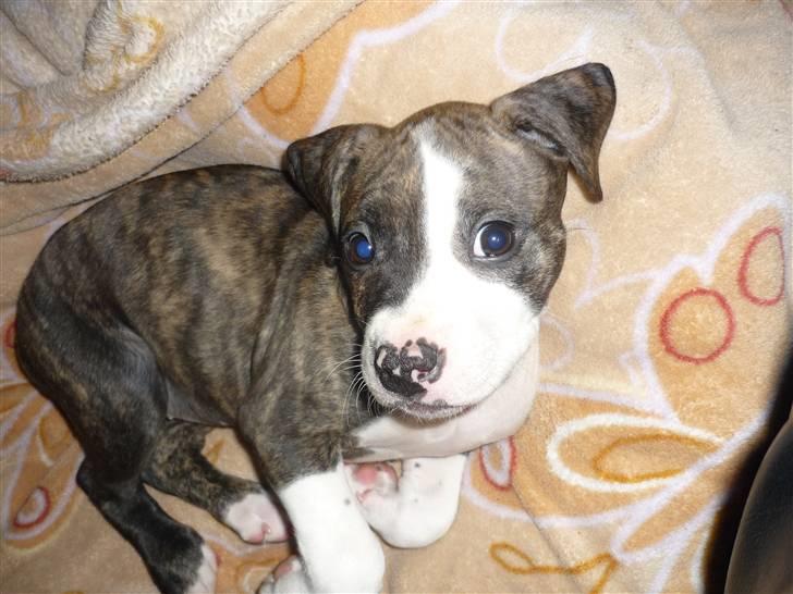 Amerikansk staffordshire terrier Mika .... Bor hos sin far - hej mor .. billede 3