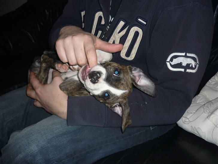 Amerikansk staffordshire terrier Mika .... Bor hos sin far - jeg elsker at bide i fars fingre.. billede 4