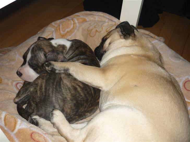 Amerikansk staffordshire terrier Mika .... Bor hos sin far - her ligger jeg sammen med Bumle og sover.. det er rigtig hyggeligt at putte med ham :) billede 5