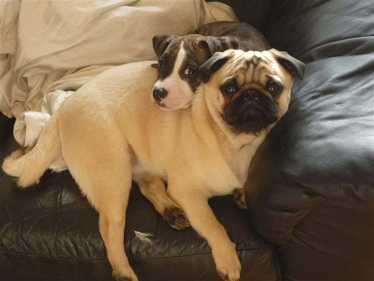 Amerikansk staffordshire terrier Mika .... Bor hos sin far - vi elsker at putte :) .. billede 6