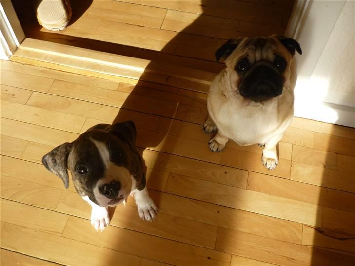 Amerikansk staffordshire terrier Mika .... Bor hos sin far - mor siger at vi skal sidde pænt, men det er lidt svært at få os begge to til at sidde pænt samtidig :D  billede 7