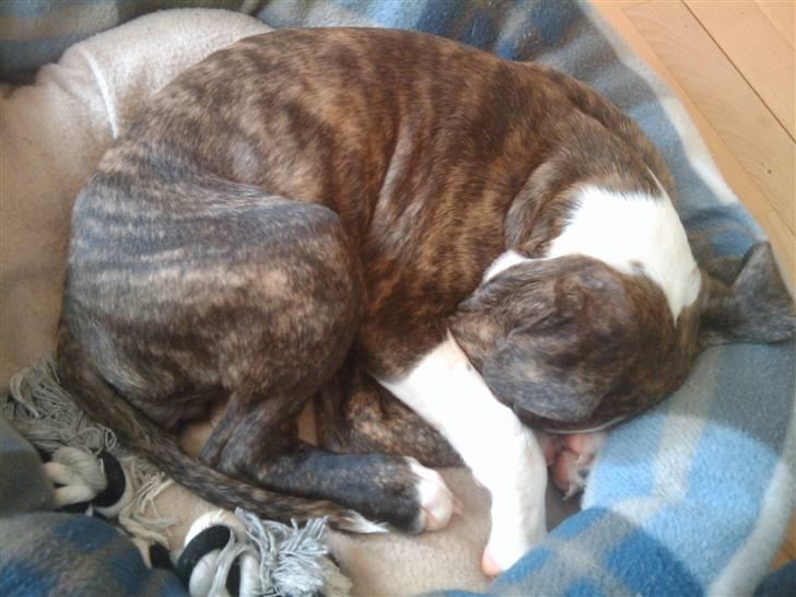 Amerikansk staffordshire terrier Mika .... Bor hos sin far - når jeg sover vil jeg helst gerne gemme mit hovede :) billede 8