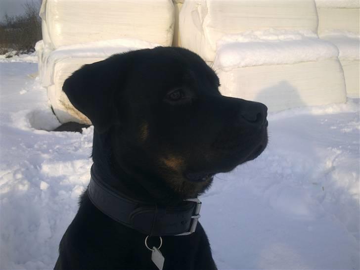 Rottweiler Ernst billede 15